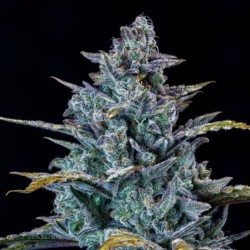 Schoolyard Crush Mephisto Genetics - cime 2
