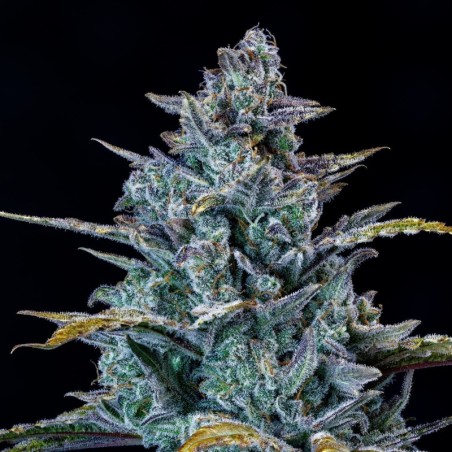 Schoolyard Crush Mephisto Genetics - cime 2