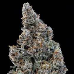 Schoolyard Crush Mephisto Genetics - cime 3