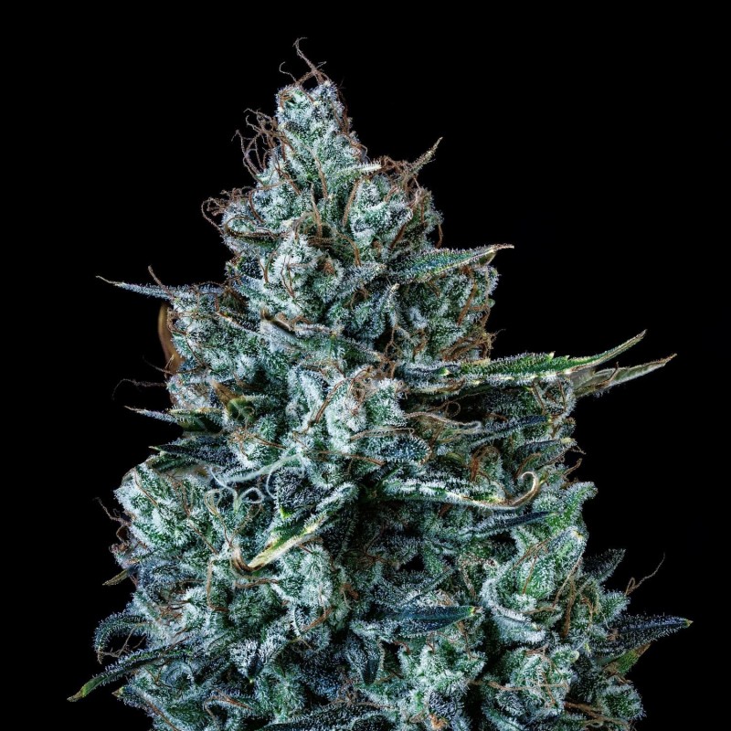 Schoolyard Crush Mephisto Genetics - cime 4