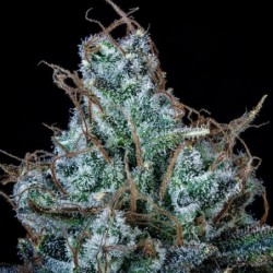 Schoolyard Crush Mephisto Genetics - cime 5