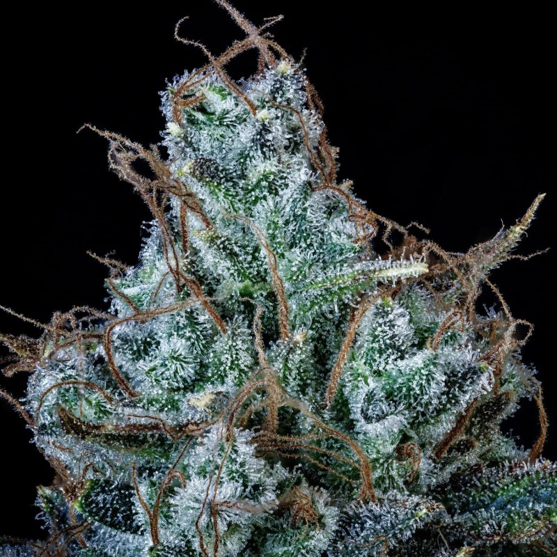 Schoolyard Crush Mephisto Genetics - cime 5