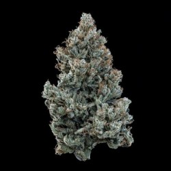 Schoolyard Crush Mephisto Genetics - cime 6