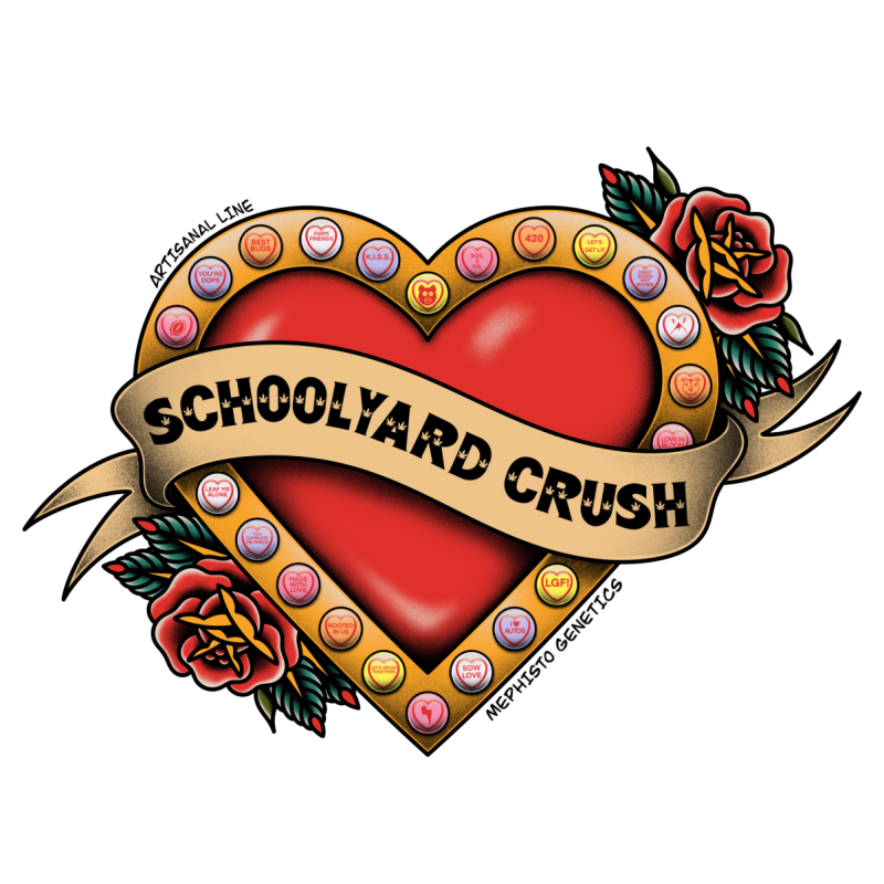 Schoolyard Crush Mephisto Genetics - immagine ufficiale 7