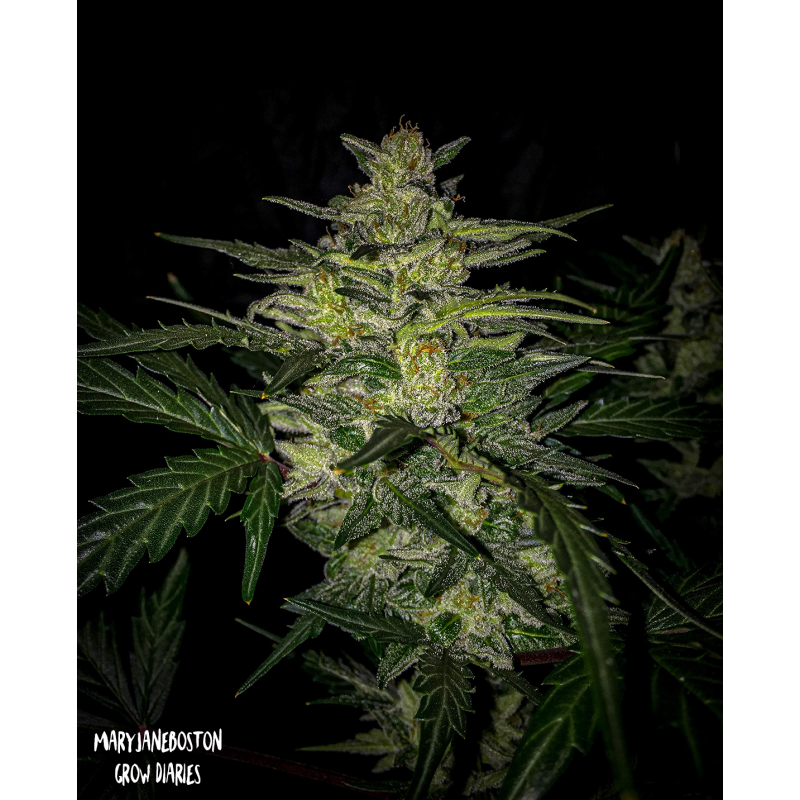 Skylar White Mephisto Genetics - immagine ufficiale