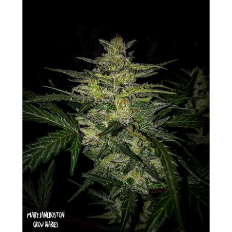 Skylar White Mephisto Genetics - immagine ufficiale