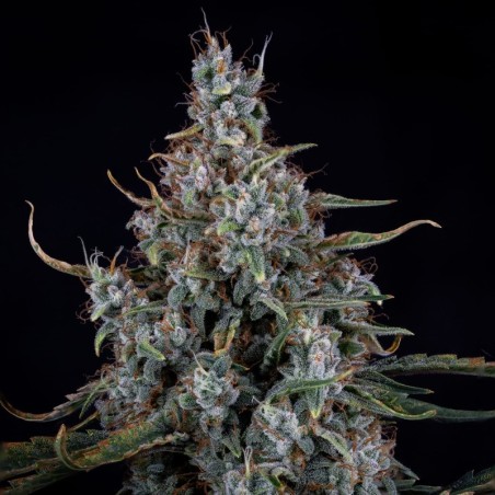 Skystomper 2.0 Mephisto Genetics - cime