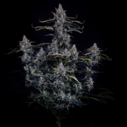 Skystomper 2.0 Mephisto Genetics - cime 2