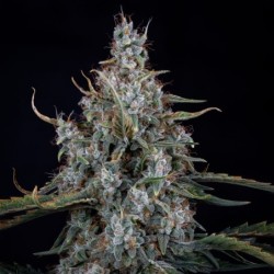 Skystomper 2.0 Mephisto Genetics - cime 3