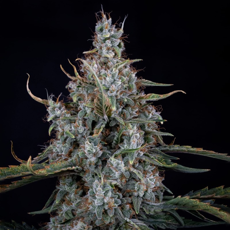 Skystomper 2.0 Mephisto Genetics - cime 3