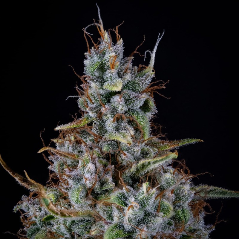 Skystomper 2.0 Mephisto Genetics - cime 4