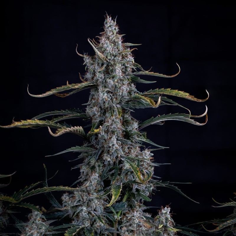 Skystomper 2.0 Mephisto Genetics - cime 5