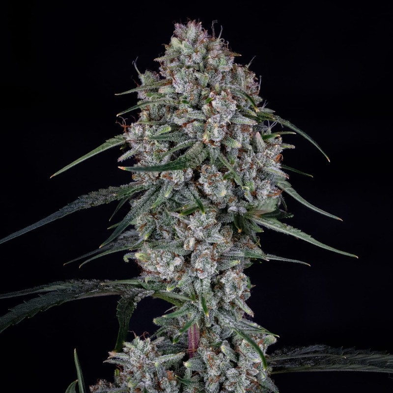 Skywalker Mephisto Genetics - cime