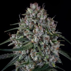 Skywalker Mephisto Genetics - cime 2