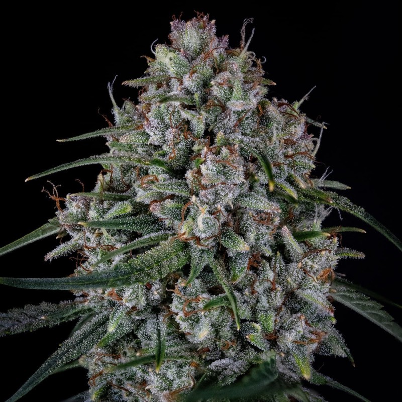Skywalker Mephisto Genetics - cime 2