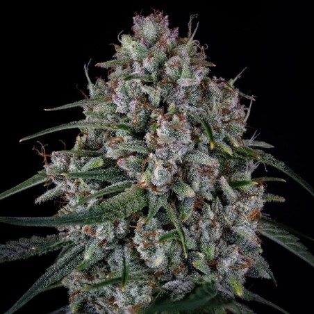 Skywalker Mephisto Genetics - cime 2
