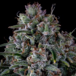 Skywalker Mephisto Genetics - cime 3