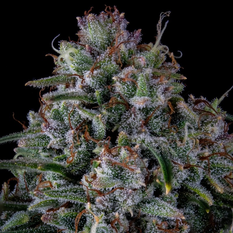 Skywalker Mephisto Genetics - cime 3