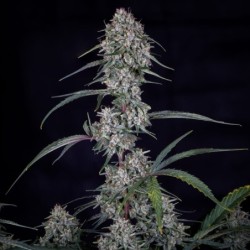 Skywalker Mephisto Genetics - cime 4