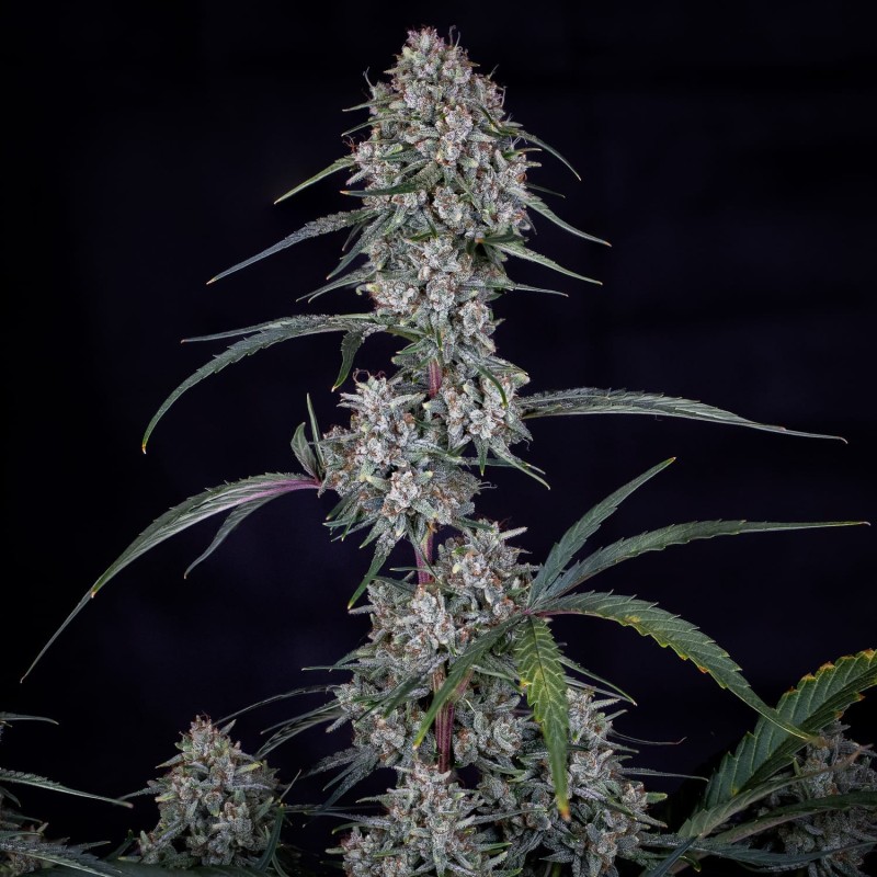 Skywalker Mephisto Genetics - cime 4