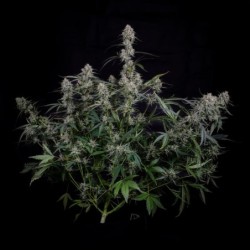 Skywalker Mephisto Genetics - cime 5