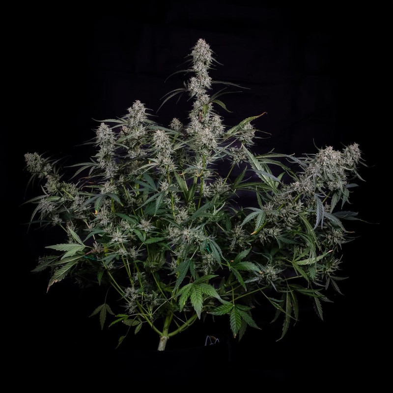 Skywalker Mephisto Genetics - cime 5
