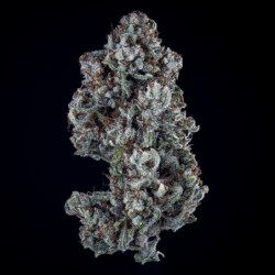 Skywalker Mephisto Genetics - cime 6