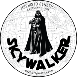 Skywalker Mephisto Genetics - immagine ufficiale 7
