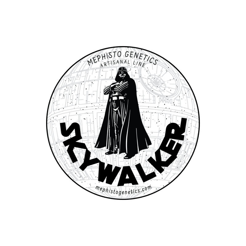 Skywalker Mephisto Genetics - immagine ufficiale 7
