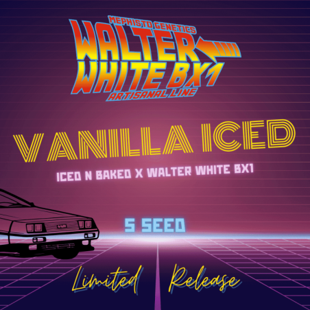 Vanilla Iced Mephisto Genetics - immagine ufficiale
