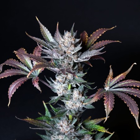 Wedding Doves Mephisto Genetics - cime