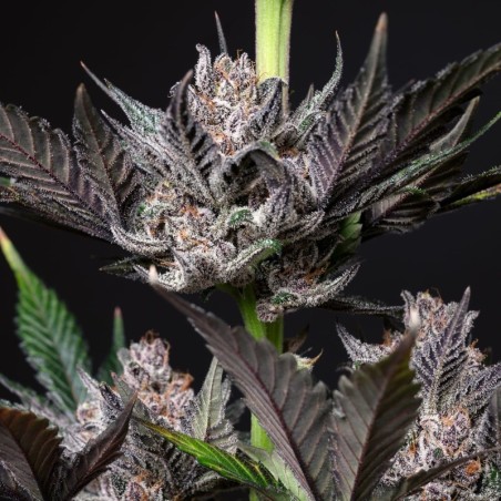 Wedding Doves Mephisto Genetics - cime 2