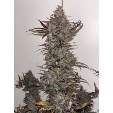 White Wedding Mephisto Genetics - cime