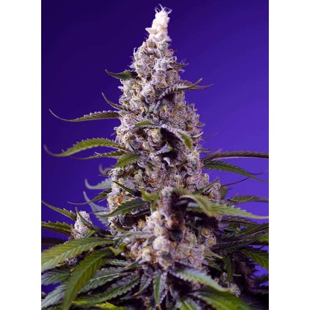 Banana Cream Cake XL Auto semi cannabis Sweet Seeds