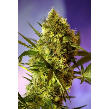 Big Devil numero 2 Auto semi cannabis Sweet Seeds