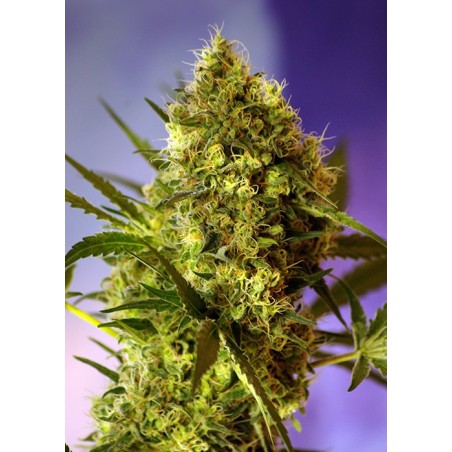 Big Devil Auto semi cannabis Sweet Seeds