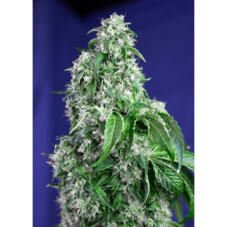 Big Devil F1 FAST Version semi cannabis Sweet Seeds