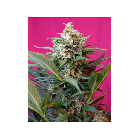 Big Devil XL Auto semi cannabis Sweet Seeds