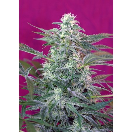Big Foot semi cannabis Sweet Seeds