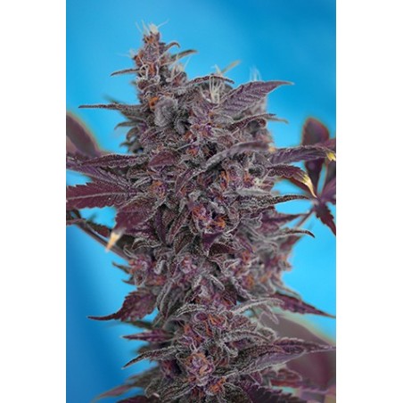 Black Cream Auto semi cannabis Sweet Seeds