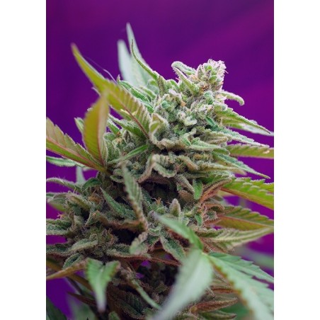 Black Jack Auto semi cannabis Sweet Seeds