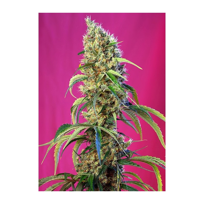 Black Jack CBD semi cannabis Sweet Seeds