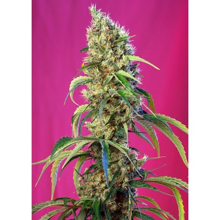 Black Jack CBD semi cannabis Sweet Seeds