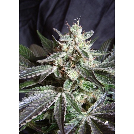Black Jack F1 FAST Version semi cannabis Sweet Seeds