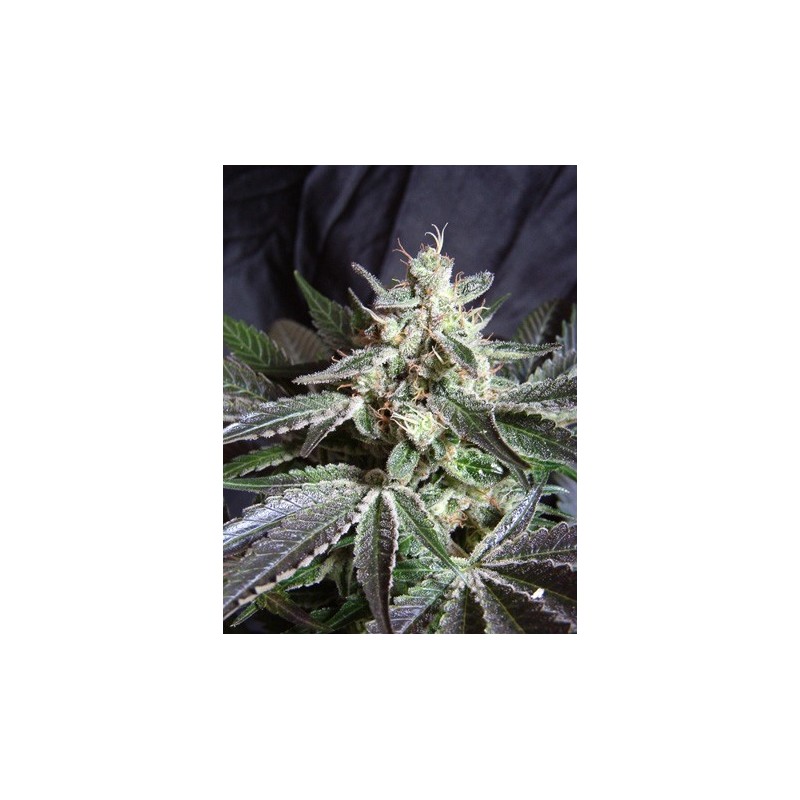 Black Jack semi cannabis Sweet Seeds