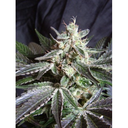 Black Jack semi cannabis Sweet Seeds