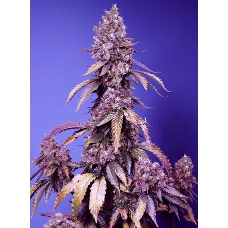 Black Muffin F1 FAST semi cannabis Sweet Seeds