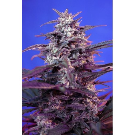 Bloody Skunk Auto semi cannabis Sweet Seeds