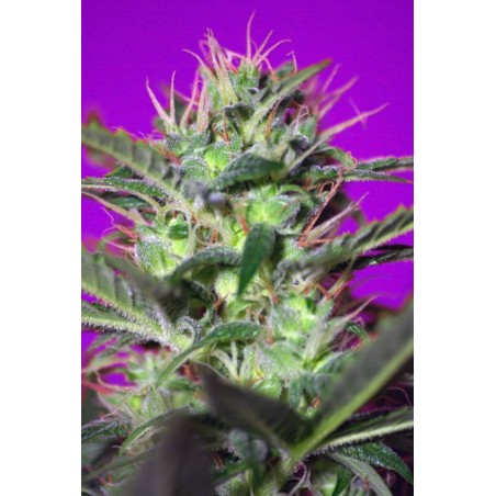 Botafumeiros semi cannabis Sweet Seeds
