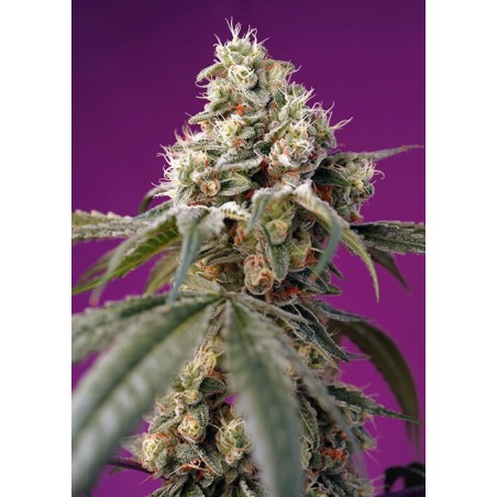 Bruce Banner Auto semi cannabis Sweet Seeds